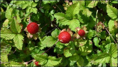  Indian strawberry (Potentilla indica) berries. Rosaceae perennial plants. They creep along the ground with stolon and produce red berries in early summer.