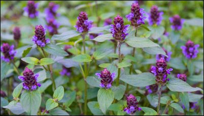 Flowers of a Common Selfheal (Prunella vulgaris)