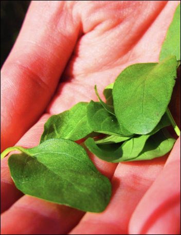 self-heal leaves 