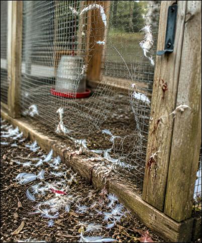 chicken predator protection