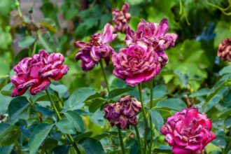 roses don't like heat