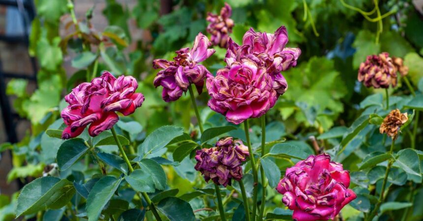roses don't like heat
