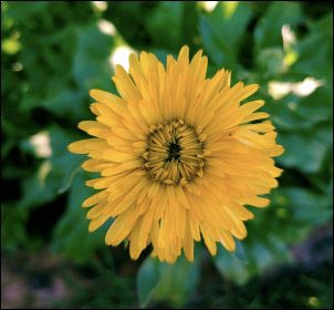 Plants-that-dont-like-heat-Calendula