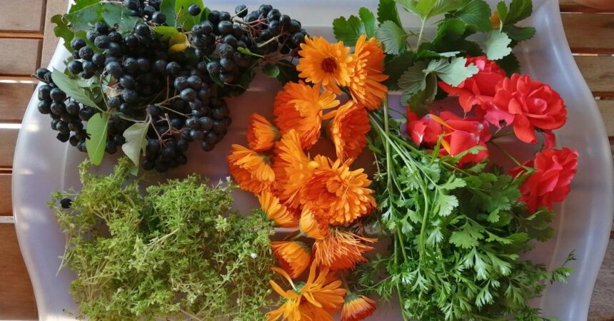 Freshly foraged berries, herbs, and flowers arranged on a tray for identification and herbal use.
