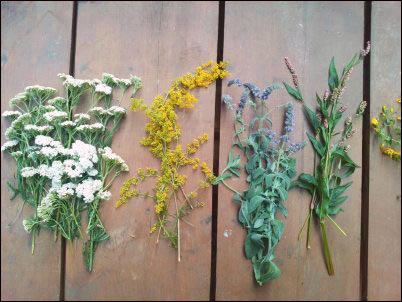 Five varieties of wildflowers and herbs lined up on a wooden surface for foraging or botanical reference.