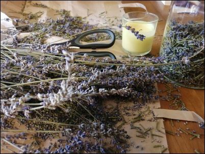 Dried lavender stems on a worktable with scissors, a candle, and a jar of cut lavender for DIY herbal crafts.