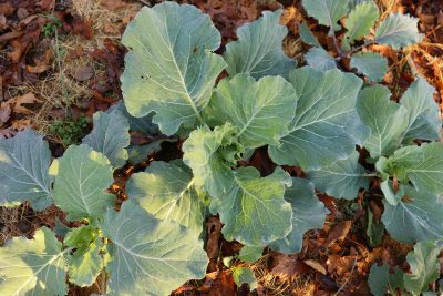 Collard greens growing in clay soil with leaf mulch.