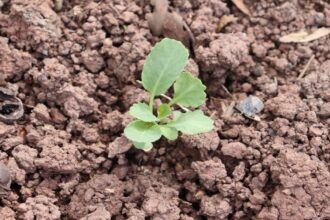 How-to-Improve-Heavy-Clay-Soil