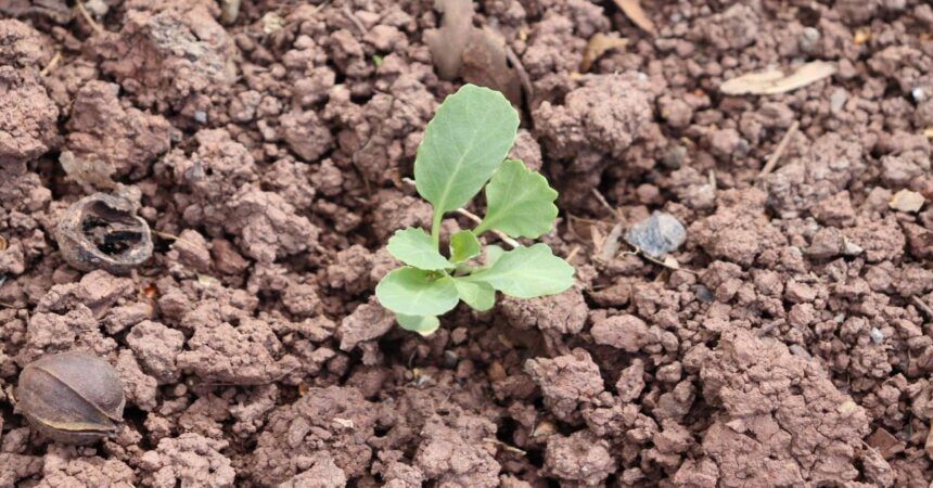 How-to-Improve-Heavy-Clay-Soil
