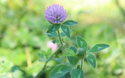 Red-Clover-cover-crop-for-clay-soil