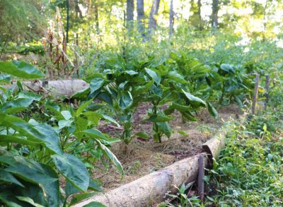 peppers-in-clay-soil-hay-mulch