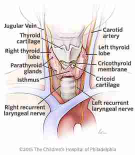 Dvm360 Hypothyroidism