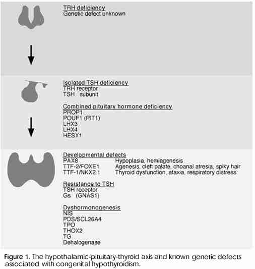 Hypothyroidism What To Do
