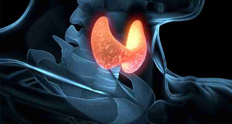 L Tyrosine For Hypothyroidism