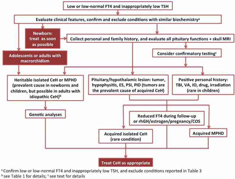 Hypothyroidism Safety Considerations