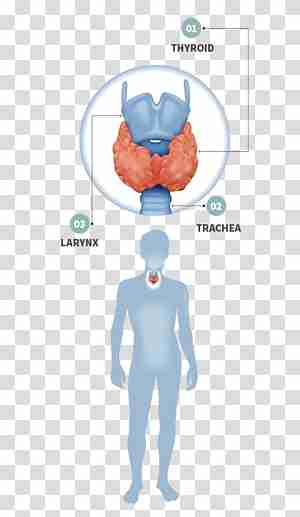 Hypothyroidism Journey