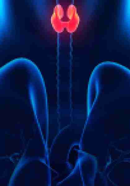 Hypothyroidism Versus Hyperthyroidism