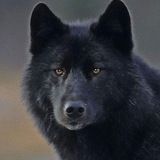 Imagem do canal de telegram Clã dos Lobos