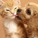 Imagem do canal de telegram 🐈 Gateiros do Telegram 🐱