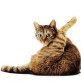 Imagem do canal de telegram cantando no chuveiro 🛁