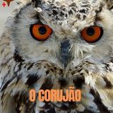 Imagem do canal de telegram O Corujão💡