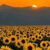 Imagem do canal de telegram 🌻 Mensagens de Vida 🌻