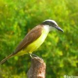 Imagem do canal de telegram Fotografias do Amazonas 🦜