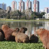 Imagem do grupo de telegram Campo Grande - MS e Região