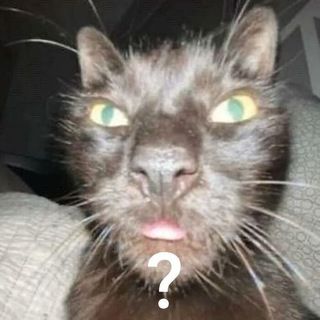 Imagem do grupo de telegram Beta of Shit 🍌🐒