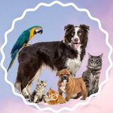 Imagem do canal de telegram 🐾 Mundσ dσs Pεts 🐾