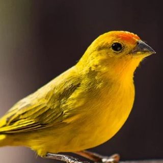 Imagem do canal de telegram Canario Grupo de Informes