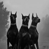 Imagem do grupo de telegram IPA IPHONE ⚔️