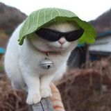 Imagem do grupo de telegram GRUPO DOS AMIGOS