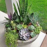 Imagem do canal de telegram Cactos & Suculentas Zen