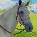 Imagem do grupo de telegram vida no campo / vaquejada 🐴