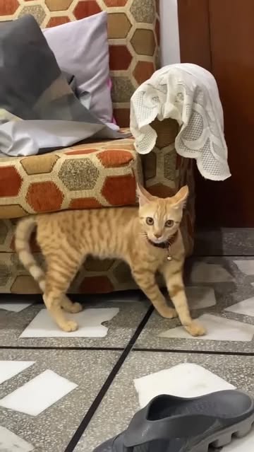 Saved public reels media preview 2 from @9gag snapshot