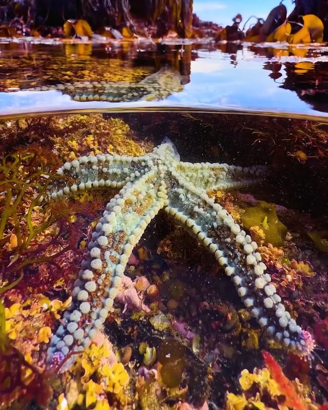 Saved public post media preview 1 from @apple snapshot