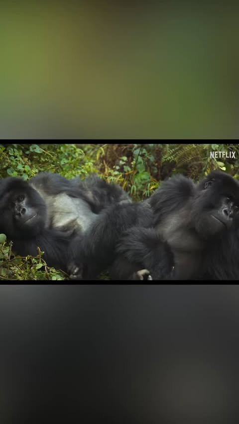 Saved public reels media preview 1 from @ellendegeneres snapshot