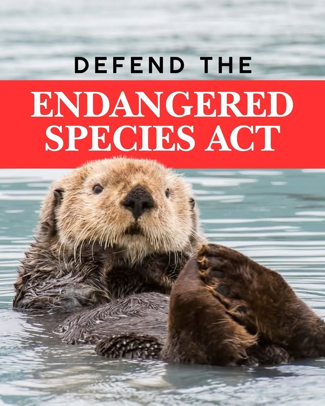 Saved public post media preview 2 from @leonardodicaprio snapshot