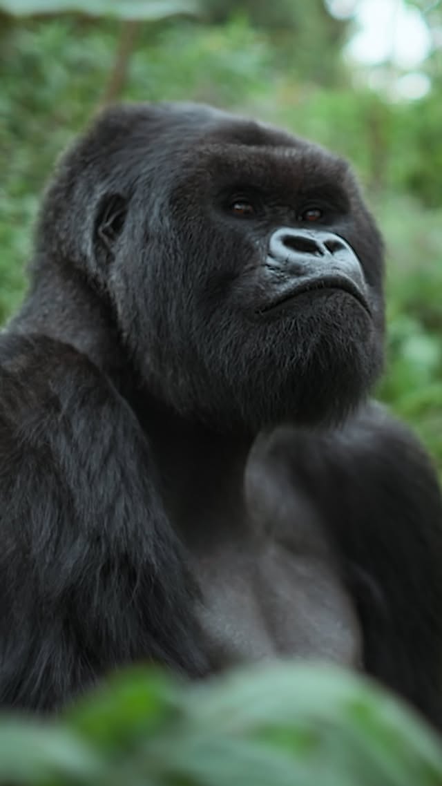 Saved public post media preview 3 from @leonardodicaprio snapshot