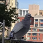 Saved public highlight cover 8 for @luisitocomunica