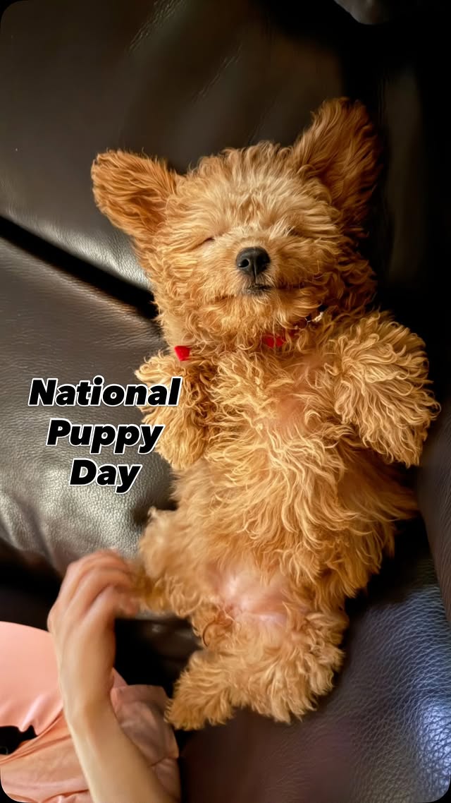 Saved public post media preview 7 from @madhuridixitnene snapshot