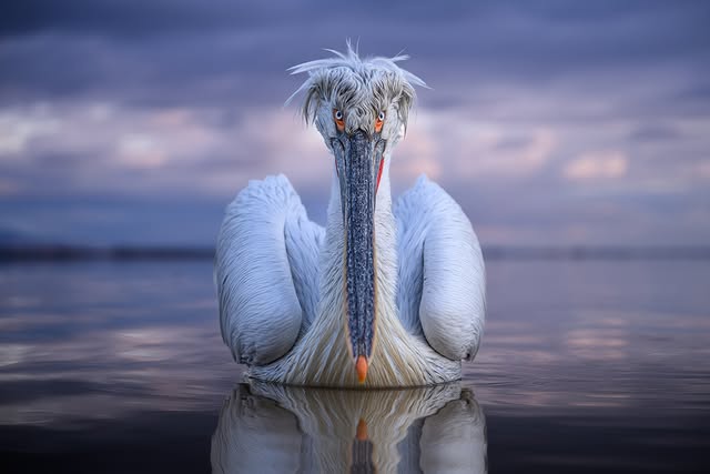 Saved public post media preview 4 from @natgeo snapshot