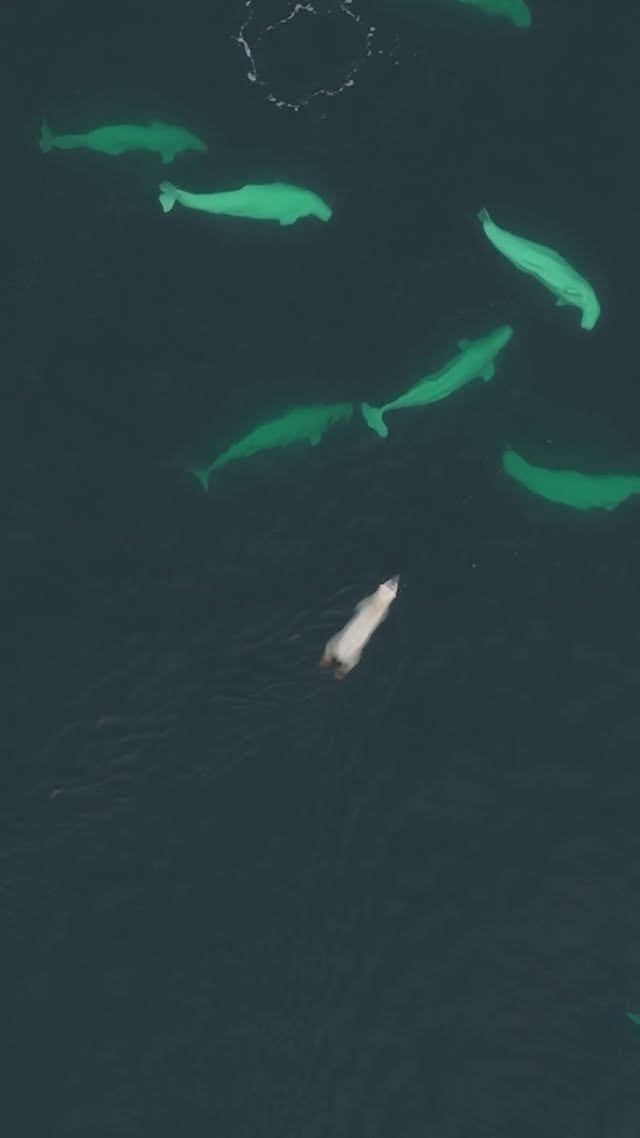 Saved public post media preview 5 from @natgeo snapshot