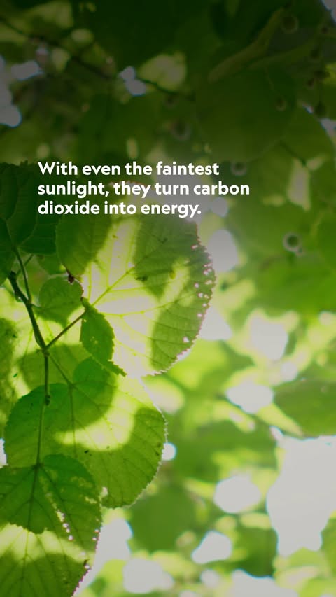 Saved public reels media preview 1 from @natgeo snapshot