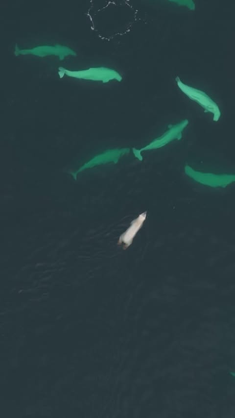 Saved public reels media preview 2 from @natgeo snapshot