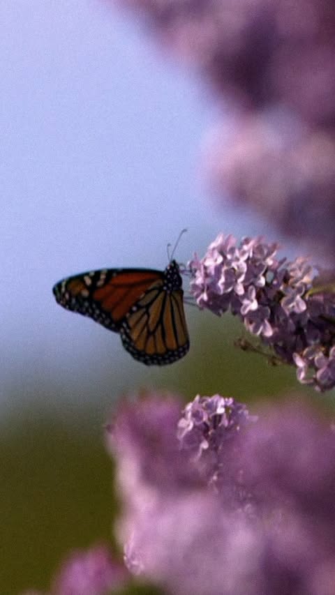 Saved public reels media preview 4 from @natgeo snapshot