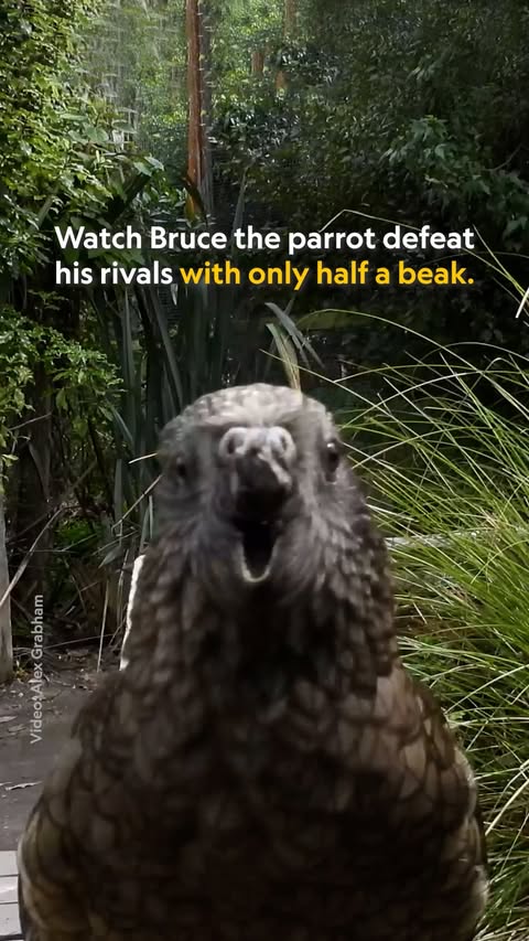 Saved public reels media preview 5 from @natgeo snapshot