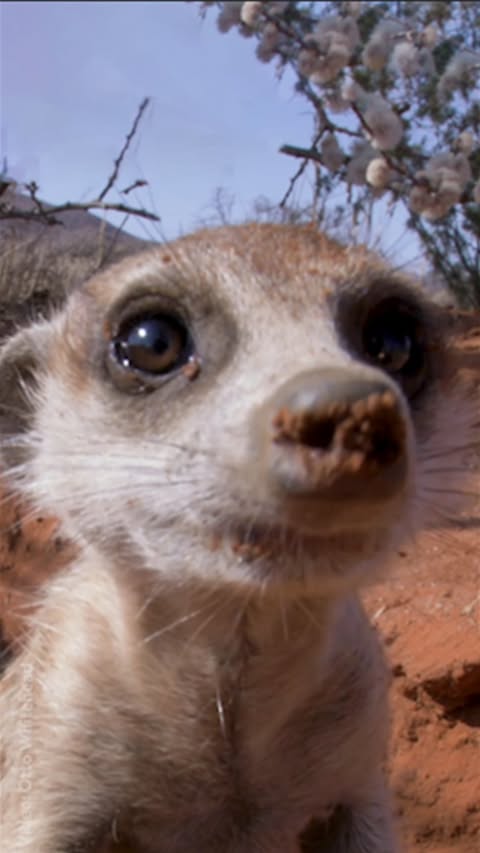 Saved public reels media preview 7 from @natgeo snapshot