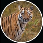 Saved public highlight cover 1 for @sachintendulkar